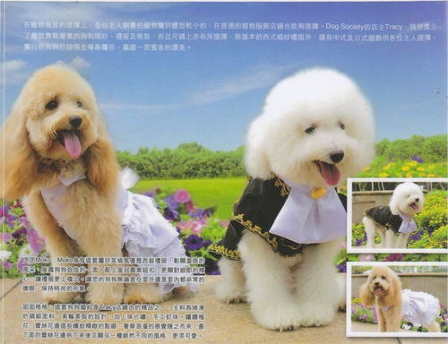 解鎖優(yōu)雅養(yǎng)寵新時(shí)代 犬界協(xié)會(huì)寵物護(hù)理與寵物美學(xué)全攻略