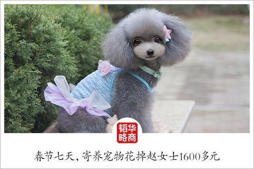 你春節(jié)燒錢，他們悶聲賺錢 寵物行業(yè)如何成為節(jié)日消費(fèi)的隱形贏家